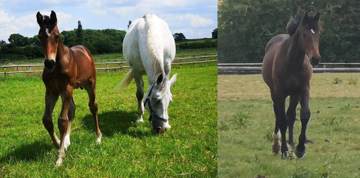 Colts Foals For Sale